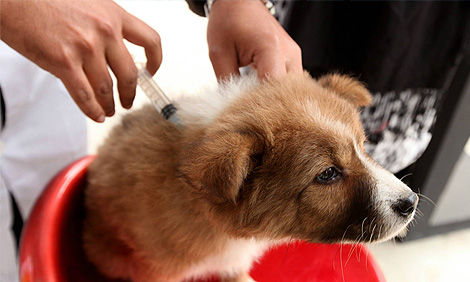 15% OFF on 1st Vaccine of your Cute Puppy (between age 42 to 60 days) at AVS Pet Clinic, Vastrapur, Ahmedabad-15